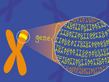 genetics for kids ology amnh