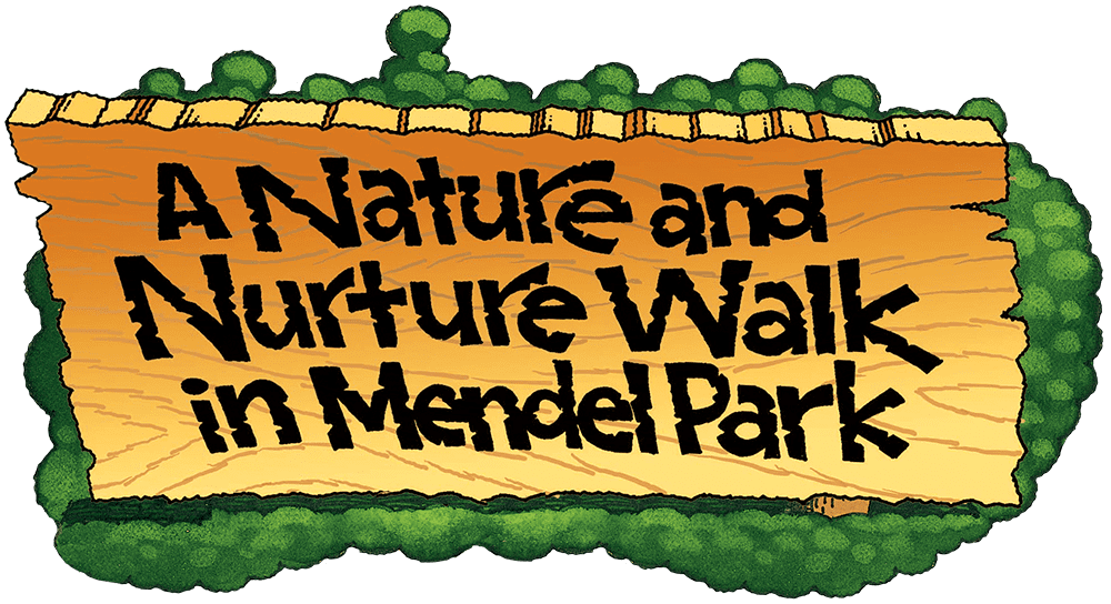 A Nature Nurture Walk in Mendel Park