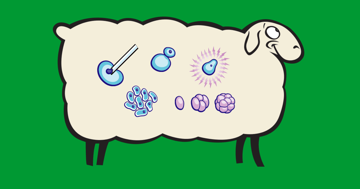 All About Cloning | AMNH All About Cloning | AMNH