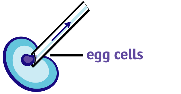 egg cells