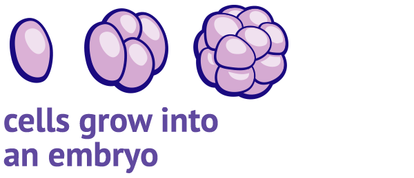 cells grow into an embryo