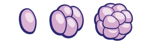 embryo cells dividing