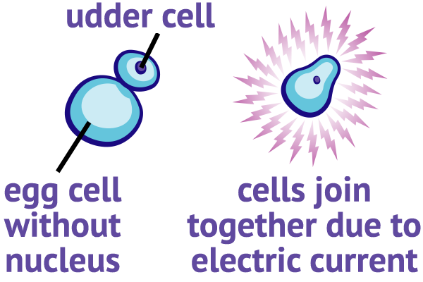 udder cell joins to cell without nucleus using electricity