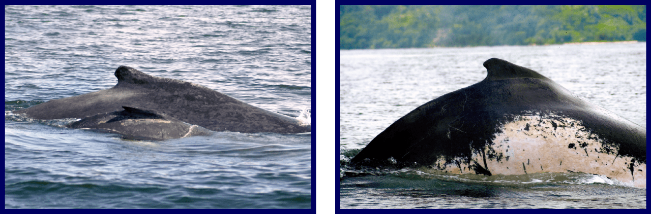 photos of humpback whales in the water