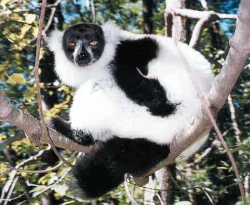 Ruffed lemur