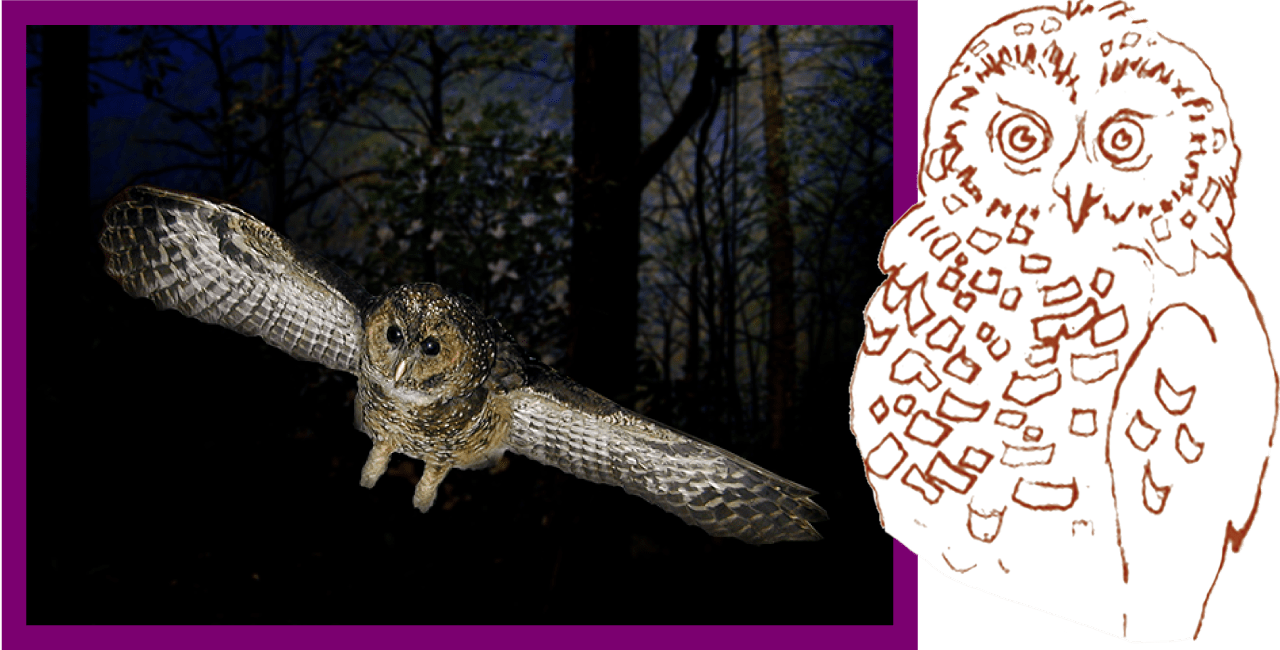 Photo and drawing of a Northern spotted owl
