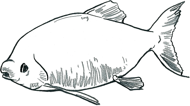 pacu drawing