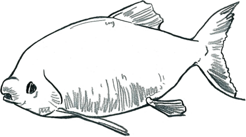 pacu drawing