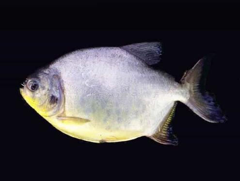 pacu