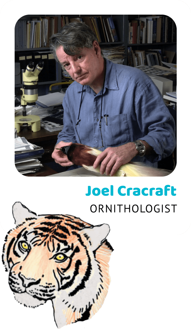 Photo of Joel Cracraft, Ornithologist and a drawing of a Sumatran tiger