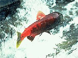 salmon swimming