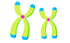 two chromosomes