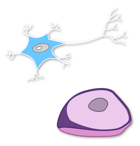 a neuron and a pancreas cell