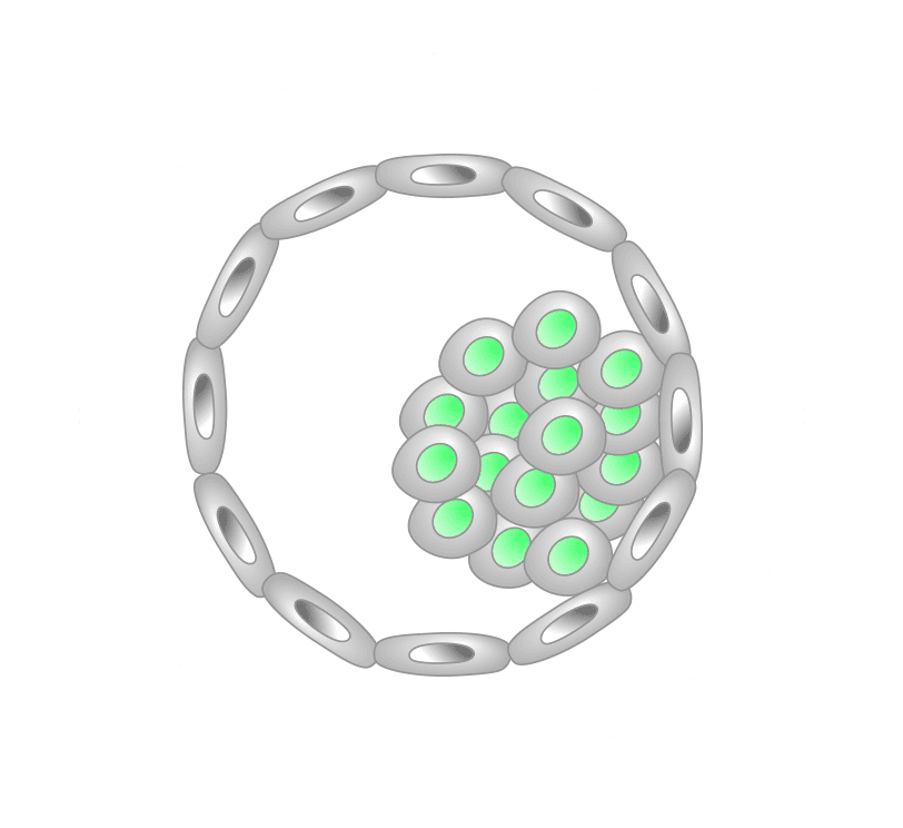 embryo icon