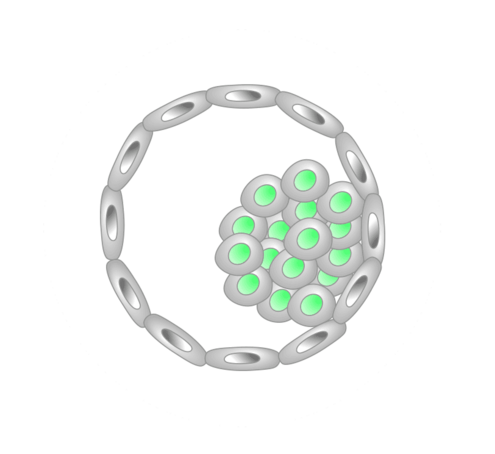 embryo icon