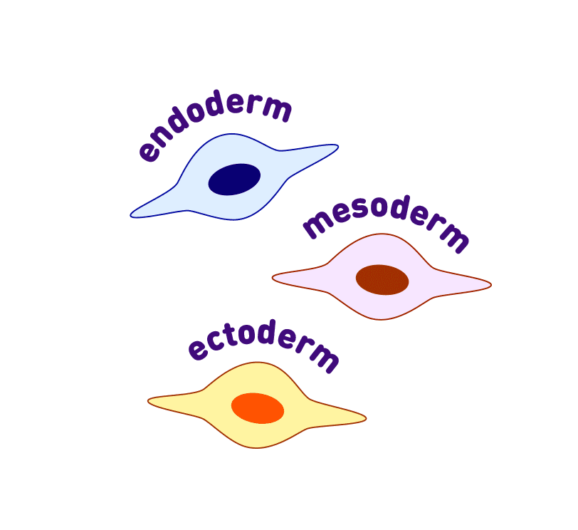 multipotent cell icons in 3 different germ layers