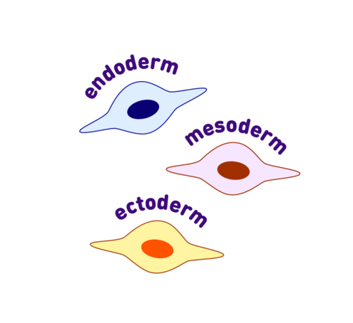 multipotent cell icons in 3 different germ layers