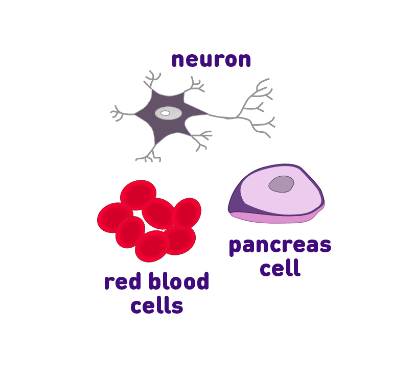 neuron, pancreas cell, and red blood cell icons