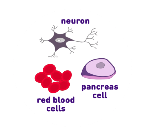 neuron, pancreas cell, and red blood cell icons