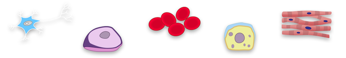 neuron, pancreas cell, red blood cells, lung cell, and heart muscle cells