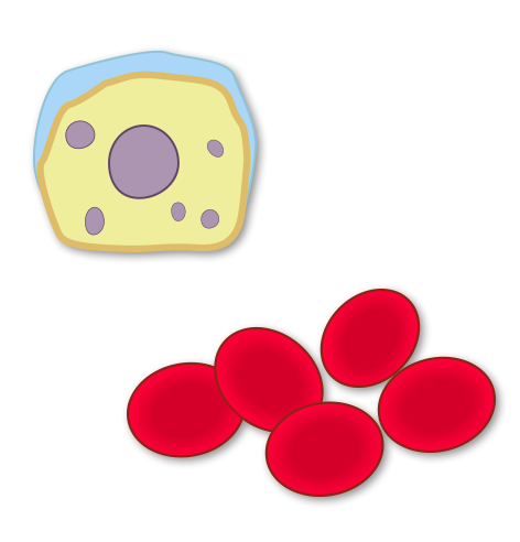 a lung cell and red blood cells