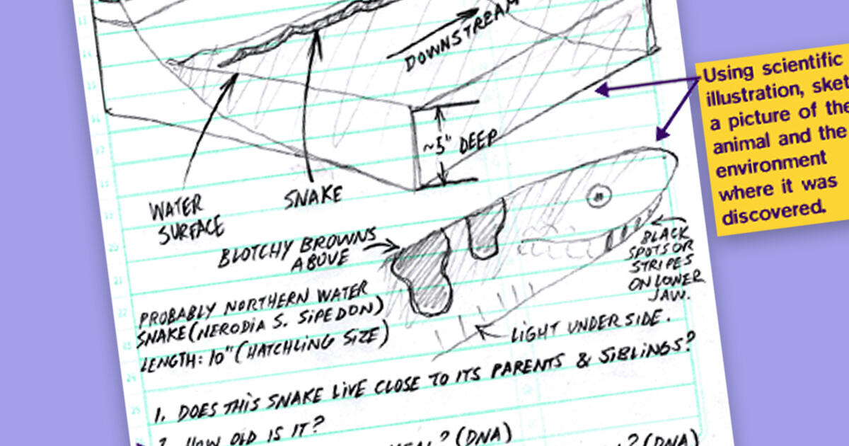 Keeping A Field Journal | Amnh