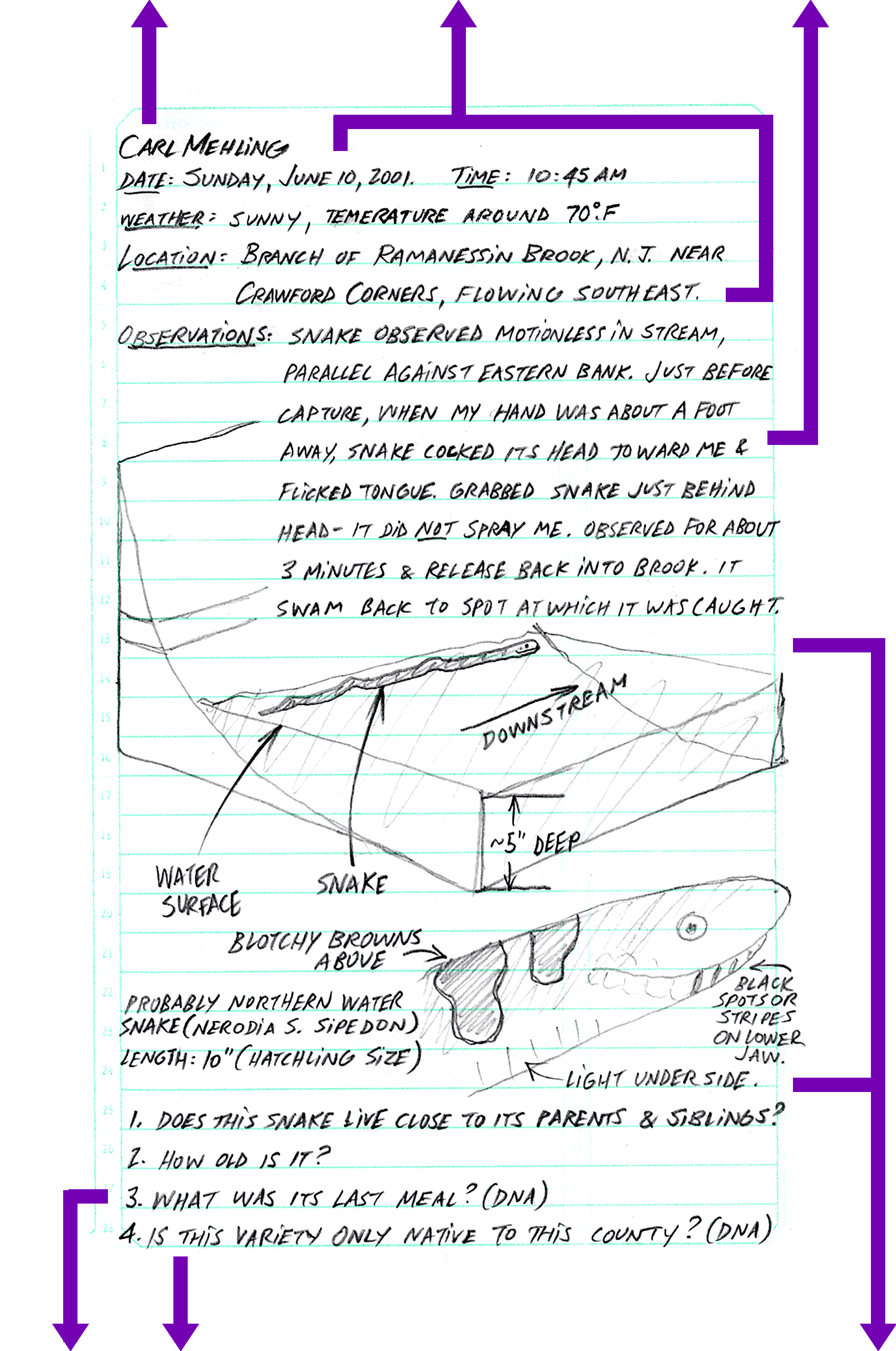 field journal page with name, date, weather, location, observations and drawings recorded by hand