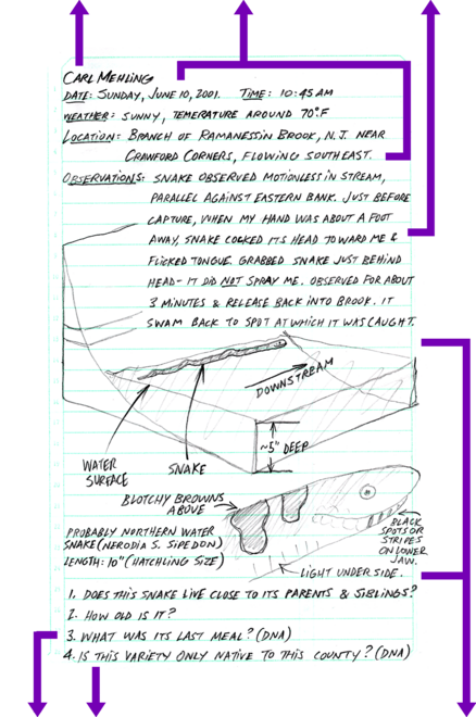 field journal page with name, date, weather, location, observations and drawings recorded by hand