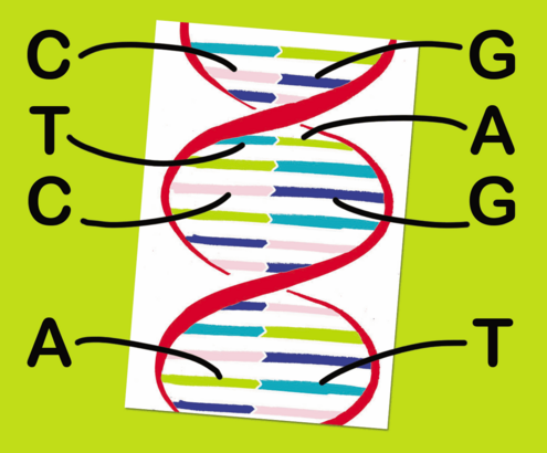 double helix with A, T, C, and G bases diagrammed
