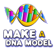 Make A Dna Model Amnh