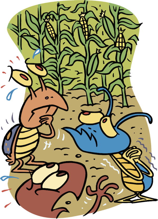 food-corn