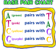 basepairchart