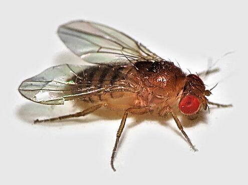 fruit fly