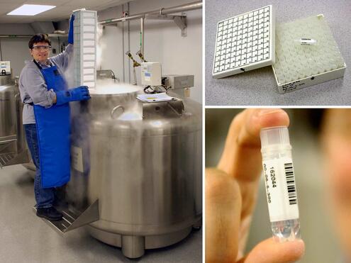 scientist standing over open cryovat with insets of test tubes and racks