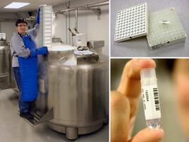 scientist standing over open cryovat with insets of test tubes and racks