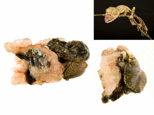 chunky tissue sample with inset of frilled leaf-tailed gecko