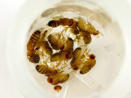 close up of fruit flies in a storage vial