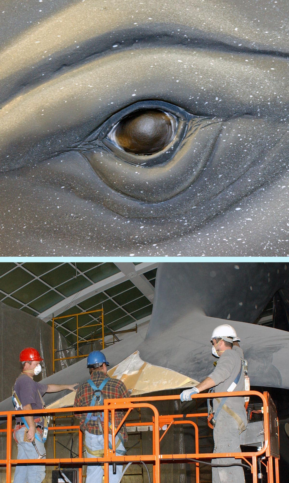 Workers inspecting tail of blue whale model during renovation.