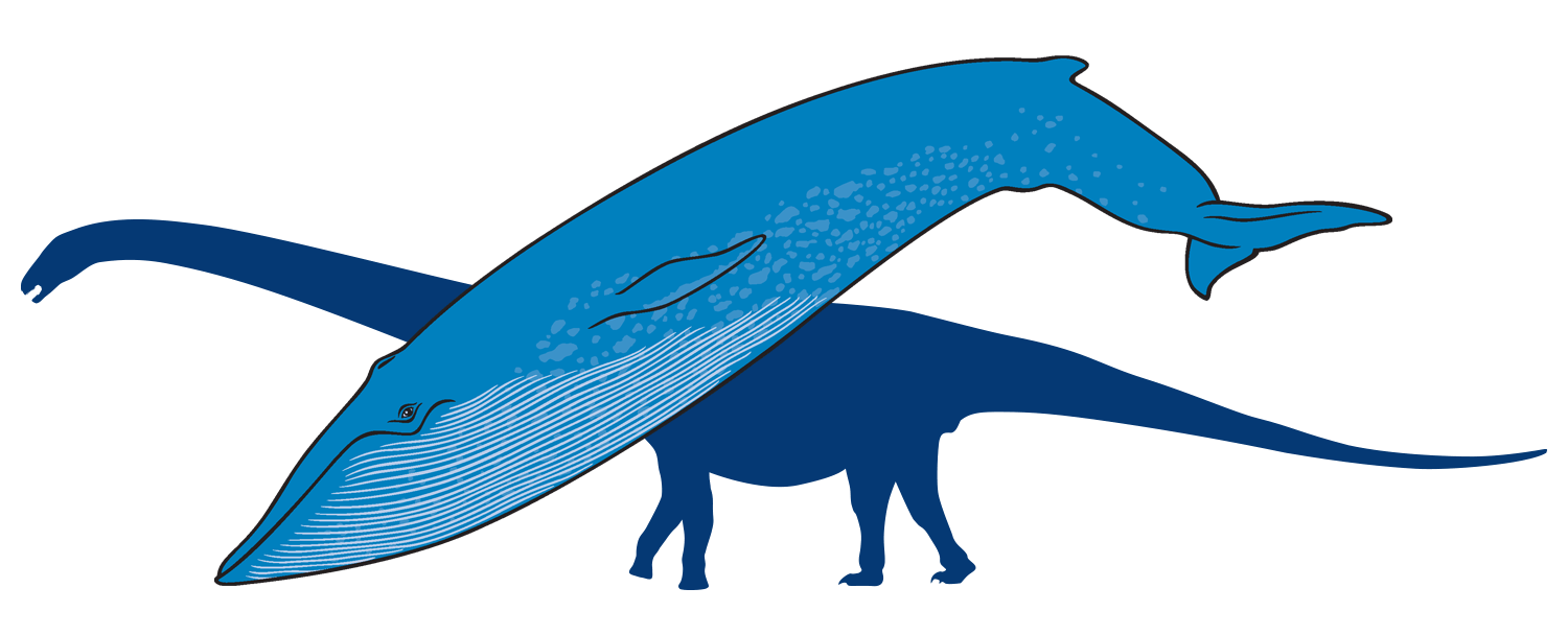Blue whale with outline of titanosaur in background
