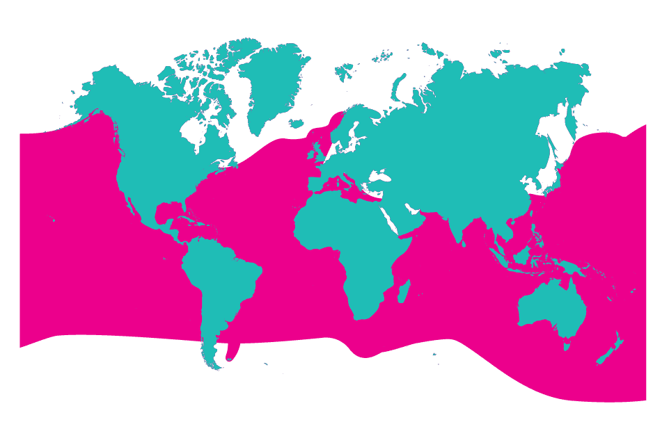 Meet the Sharks | AMNH