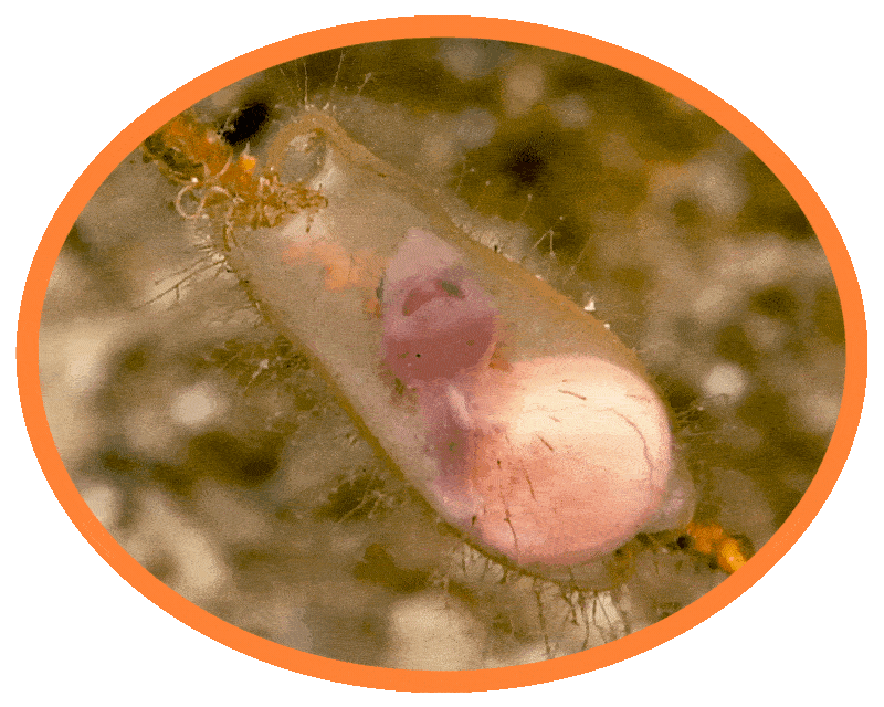 Baby catshark in its egg case on a piece of coral