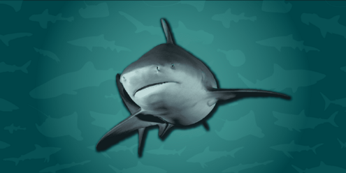 image of bull shark on top of a collage of other sharks