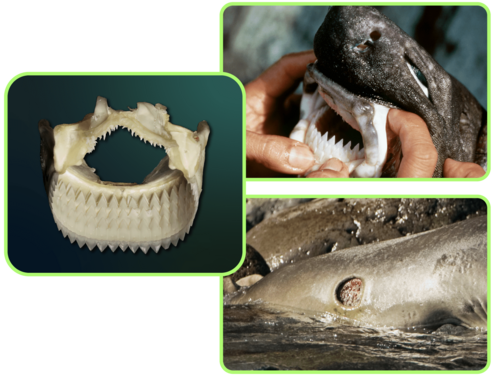 an image of a cookie cutter shark with mouth open and an image of a circular bite taken from the side of a dolphin