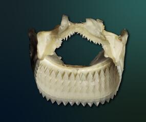 image of the circular jaw of a cookie cutter shark