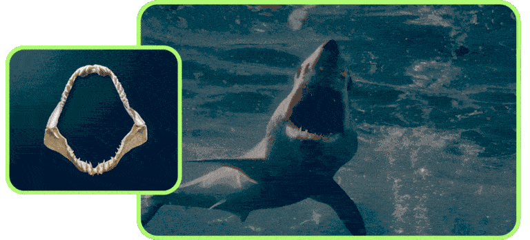 collage of mako shark jaw and a mako shark swimming with its mouth open