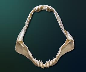 make shark jaw