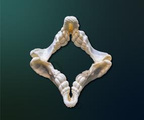 image of a Port Jackson shark jaw