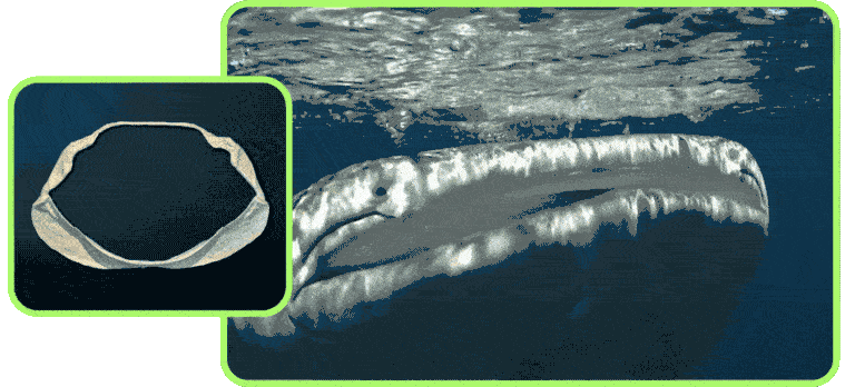 collage of whale shark jaw and whale shark with mouth open