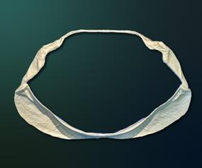 whale shark jaw