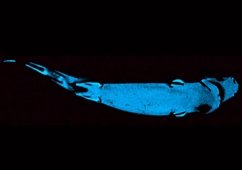 shark that glows blue